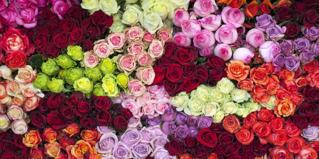Hidden Messages Behind The Different Colors Of Valentine Roses -likelovequotes