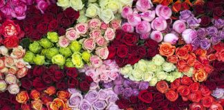 Hidden Messages Behind The Different Colors Of Valentine Roses -likelovequotes