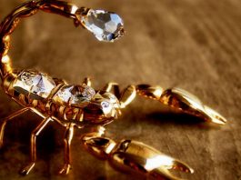 The Boss Is Always Right- Mr. Scorpio
