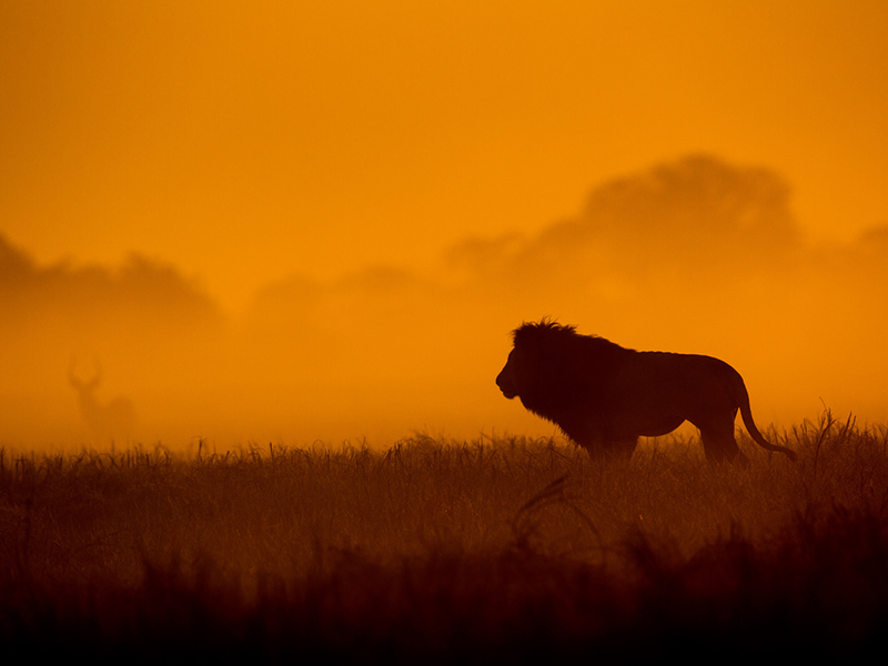 The Sun Never Sets On A Leo- The Lioness